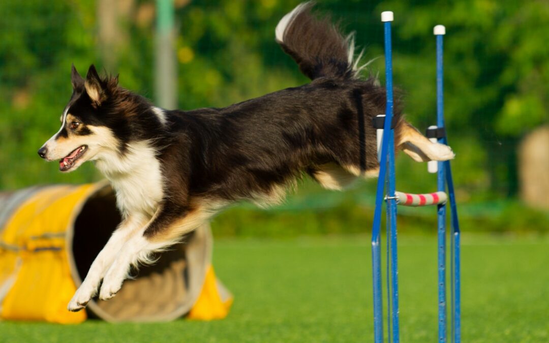 Agility: ekscytujący świat aktywności i zabawy