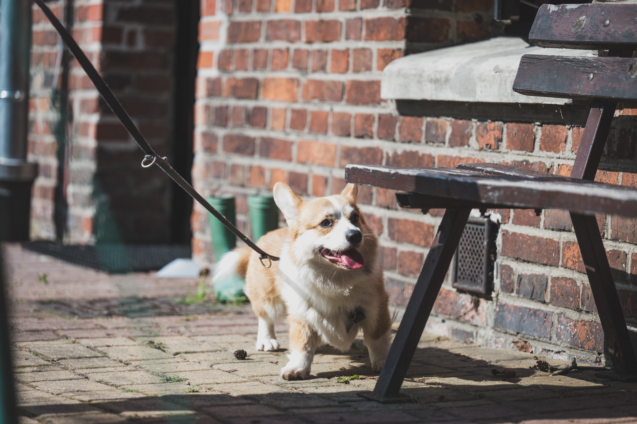 DOGtandem-nosework_05