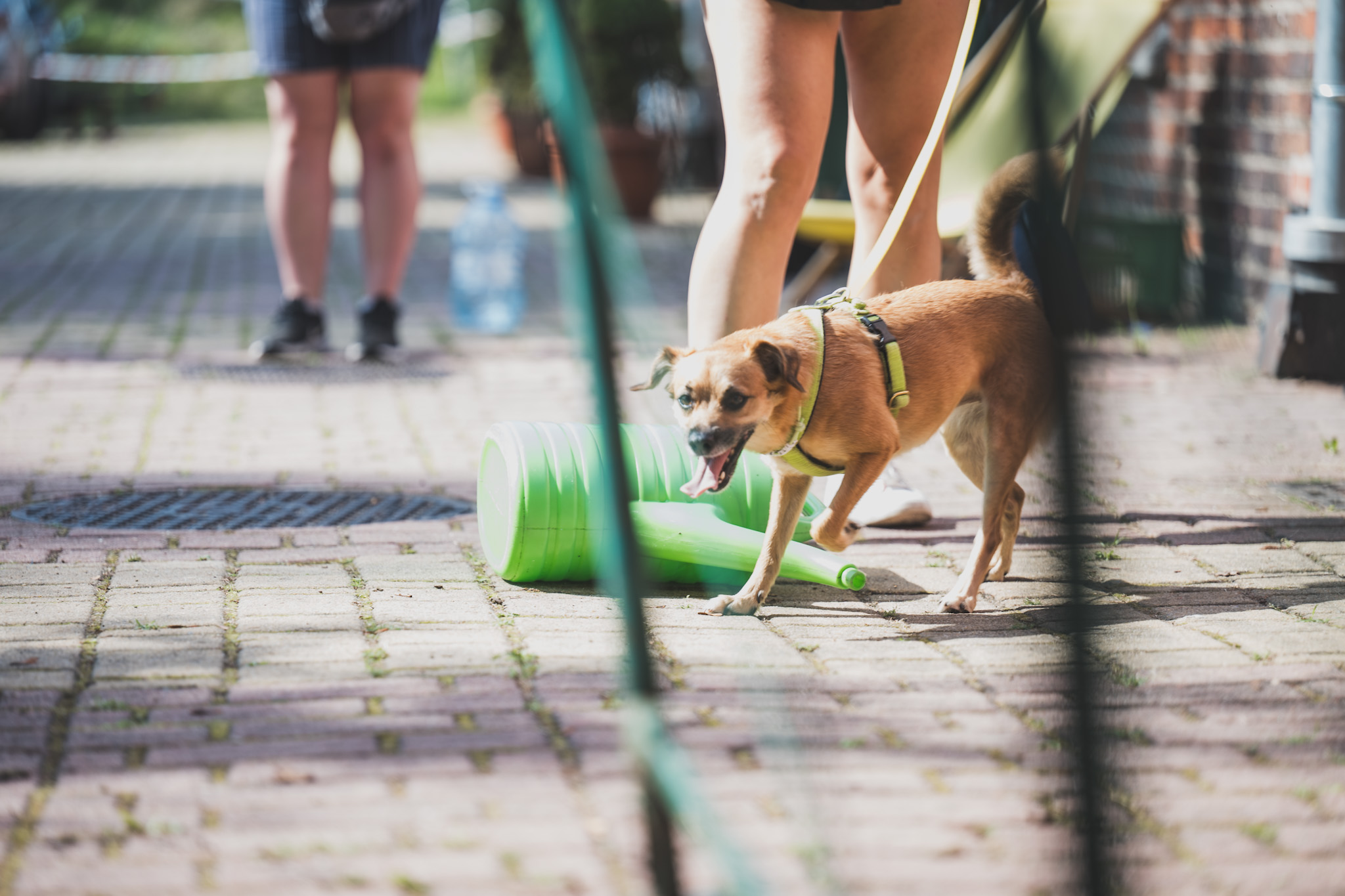 DOGtandem-nosework_09