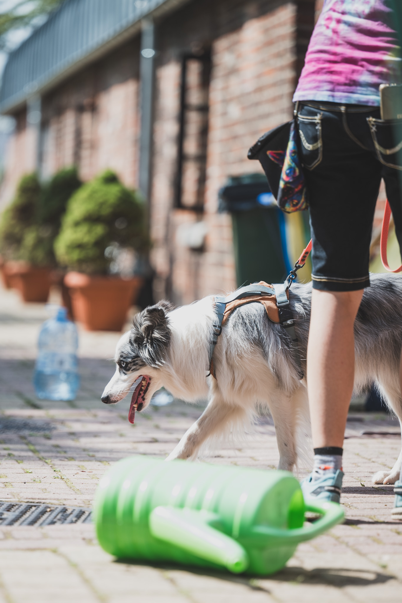 DOGtandem-nosework_103