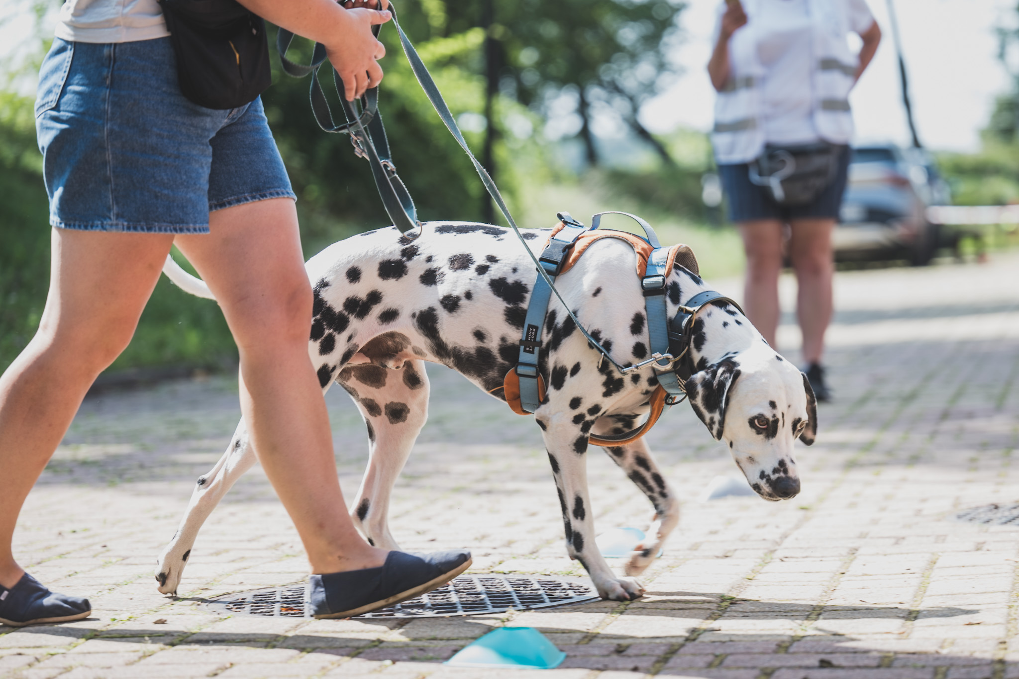 DOGtandem-nosework_110