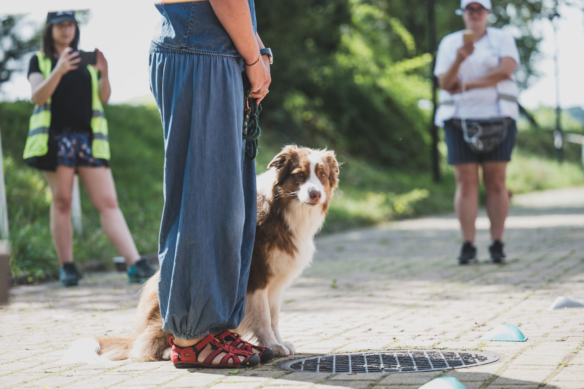 DOGtandem-nosework_118