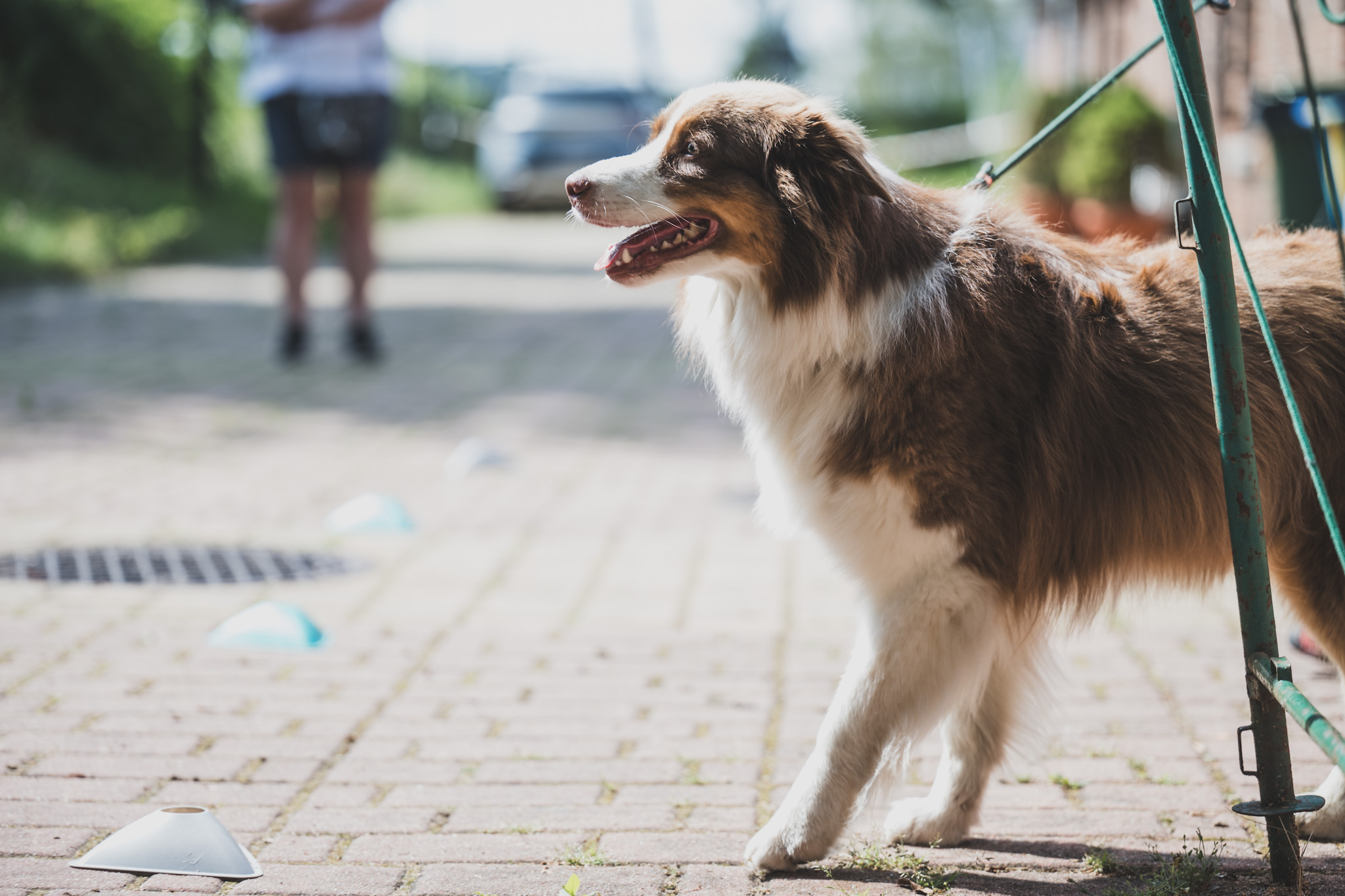 DOGtandem-nosework_119