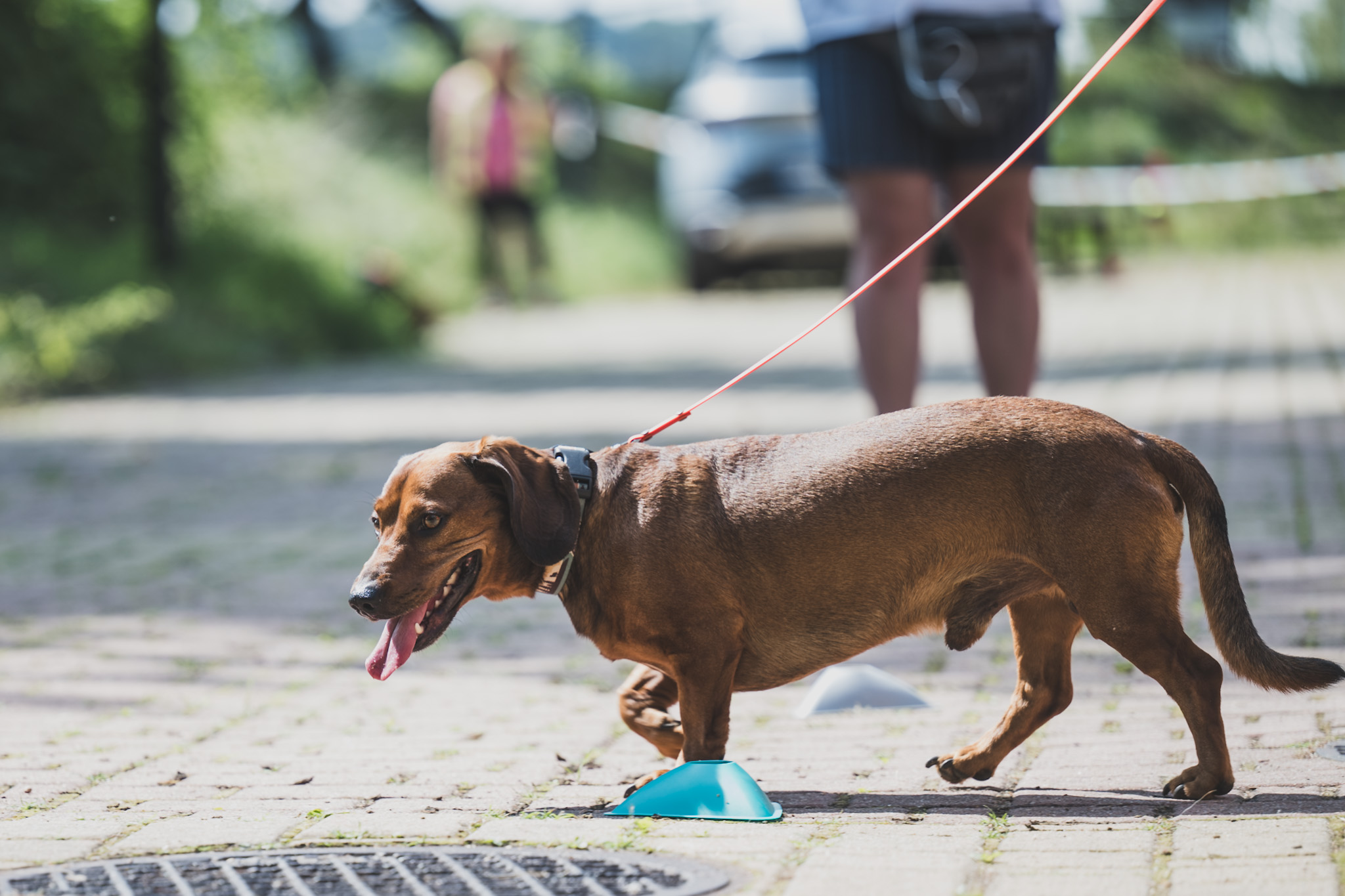 DOGtandem-nosework_124