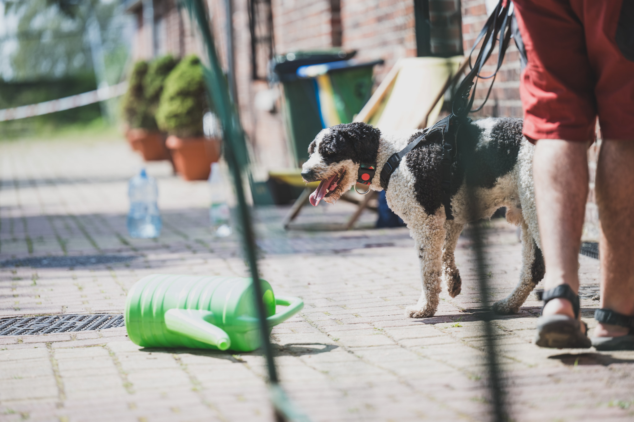 DOGtandem-nosework_133