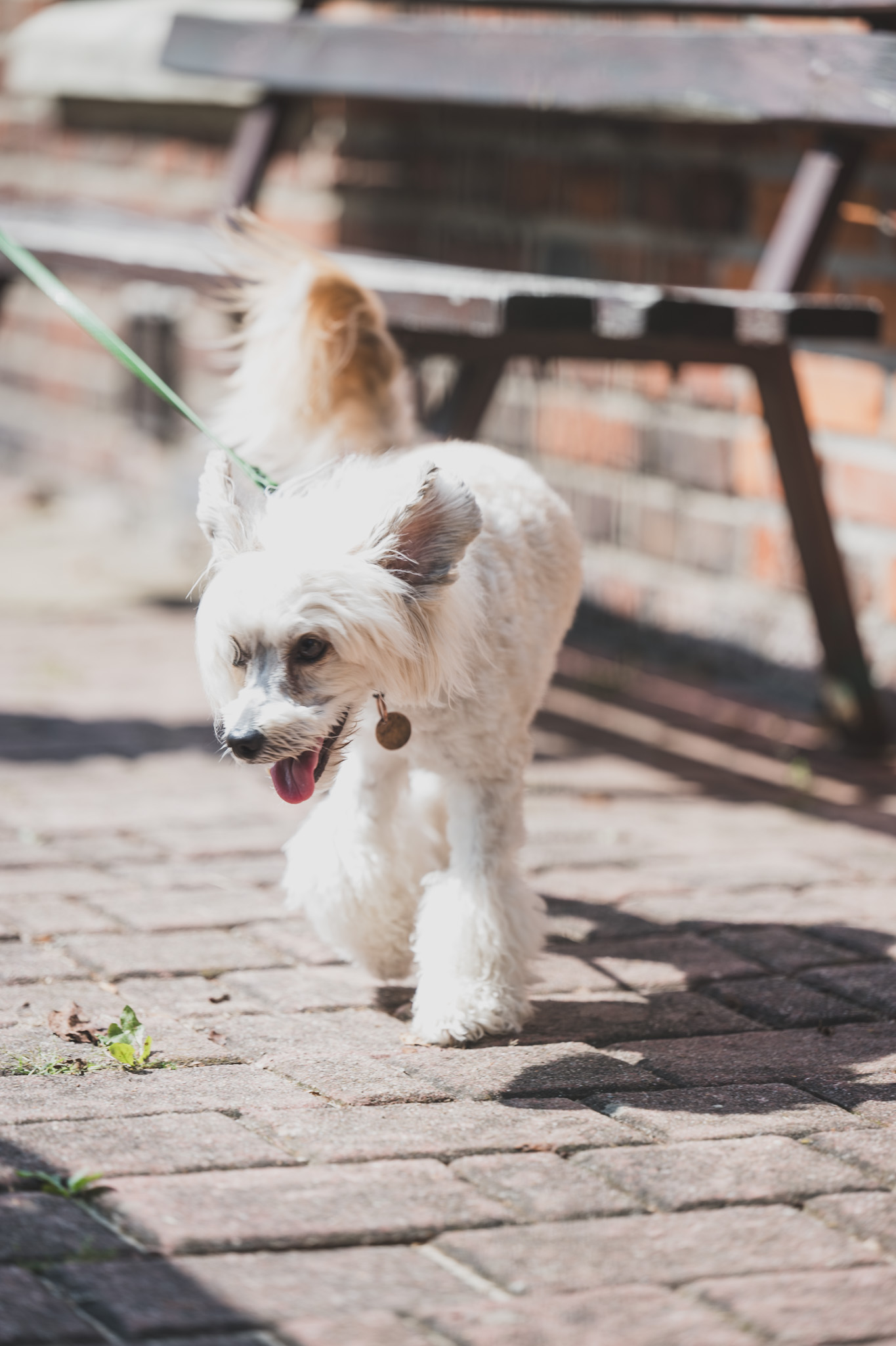 DOGtandem-nosework_136