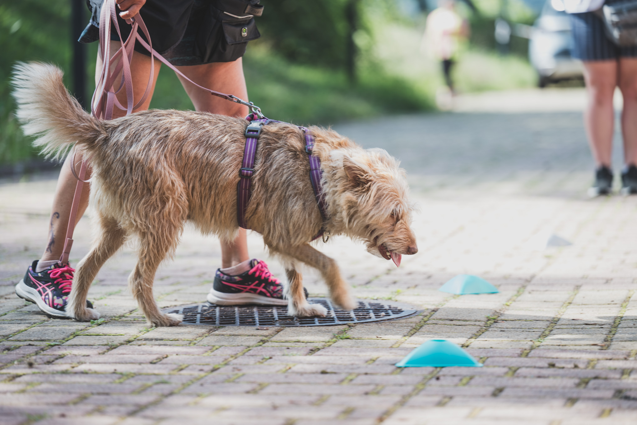 DOGtandem-nosework_20