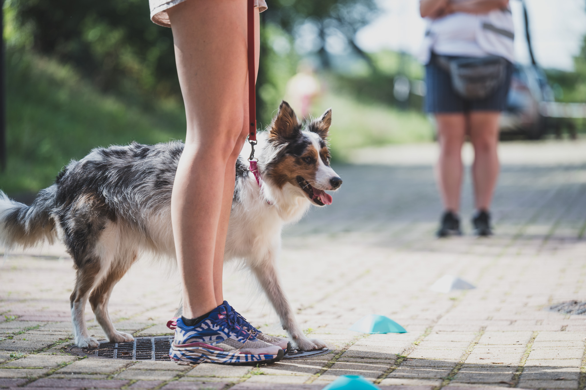 DOGtandem-nosework_34