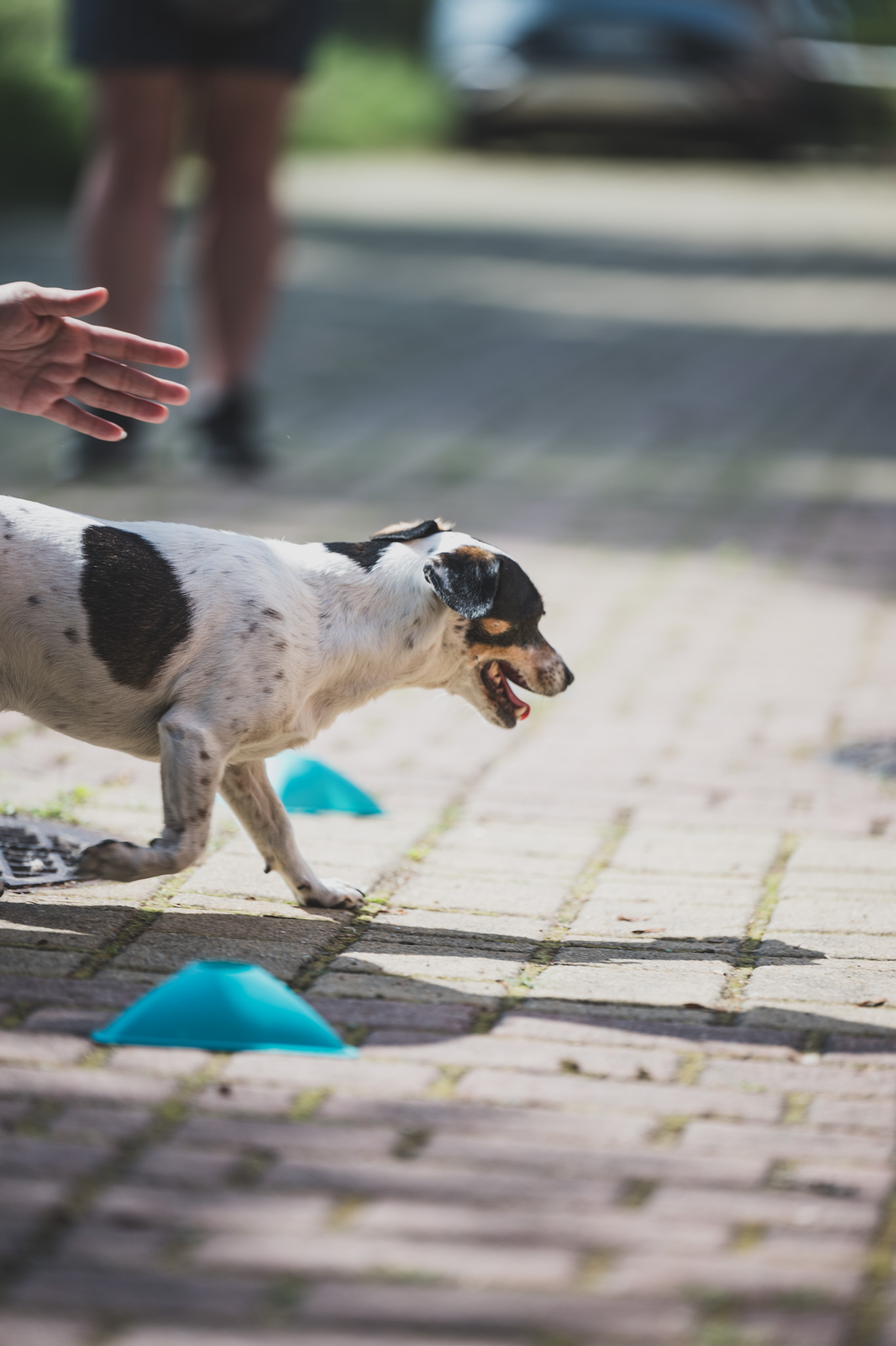 DOGtandem-nosework_55