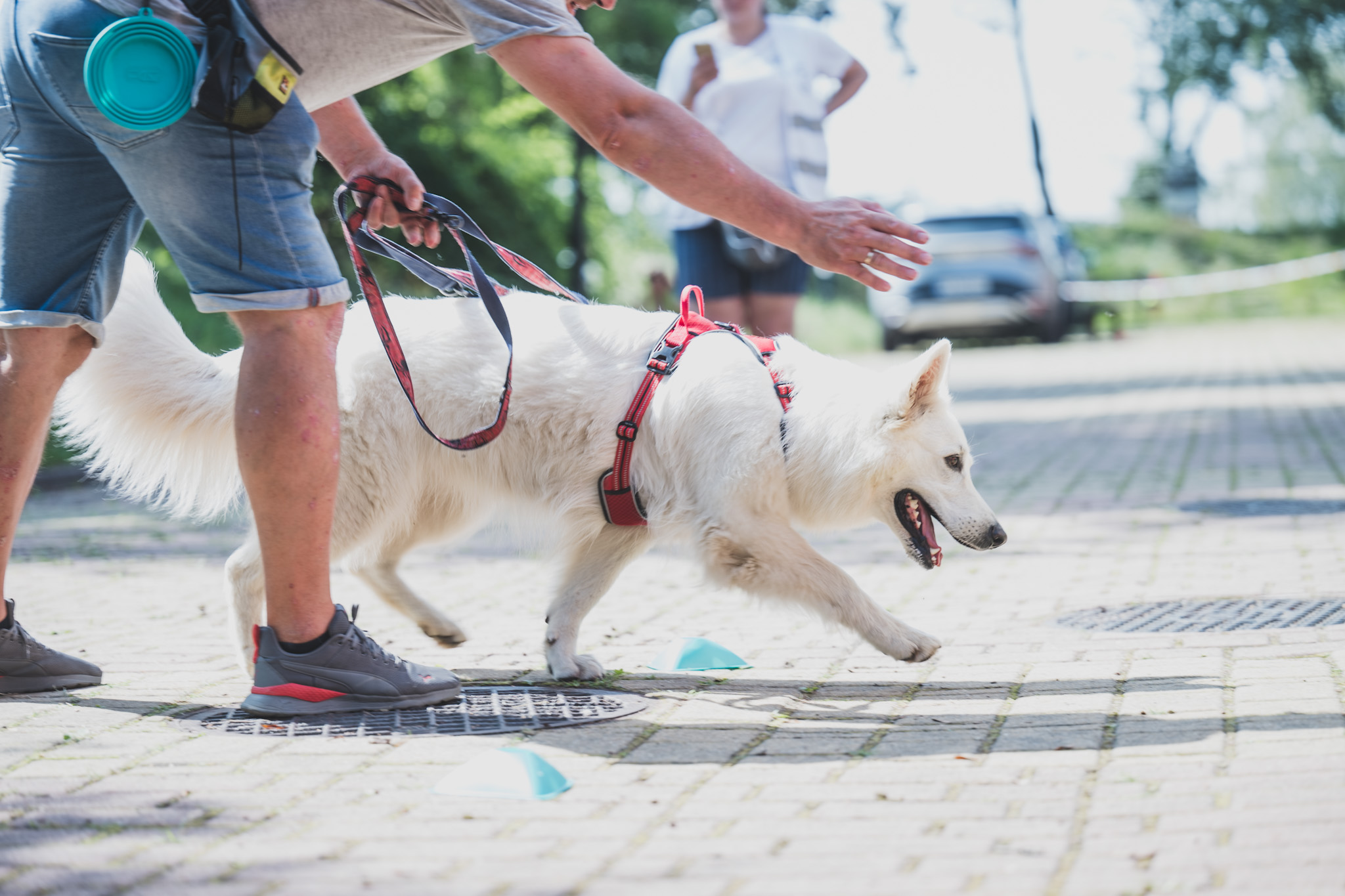 DOGtandem-nosework_77