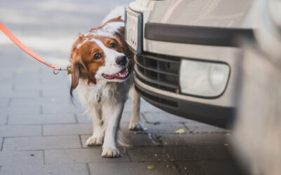 Nasi podopieczni: Wally – płochacz holenderski (Kooikerhondje)