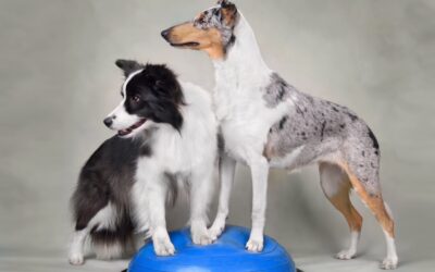 Psi fitness – świadomy ruch dla zdrowia pupila