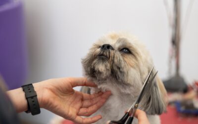 Grooming – pielęgnacja psów dla zdrowia, komfortu i dobrego samopoczucia